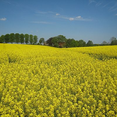 Raps an der Ostsee