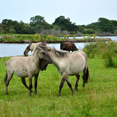 Koniks im Naturschutzgebiet Geltinger Birk